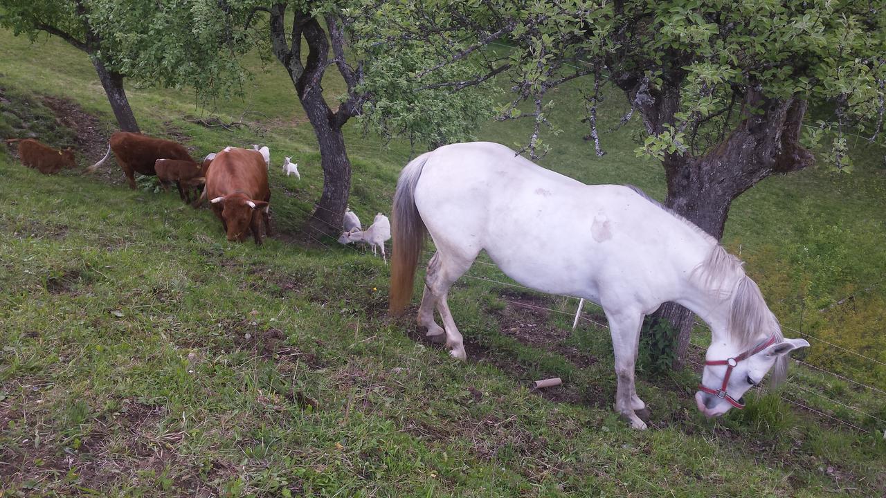 Vaznik Farm House Apartments Bled Kültér fotó